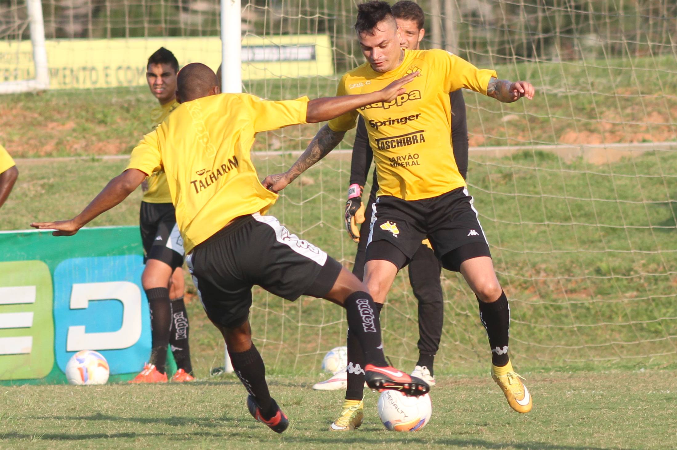 Tigre treina e viaja a Maceió (AL)